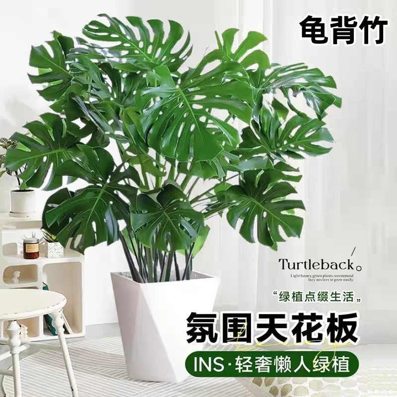 大龟背竹盆栽绿植客厅北欧大型室内植物除甲醛植物植物办公室