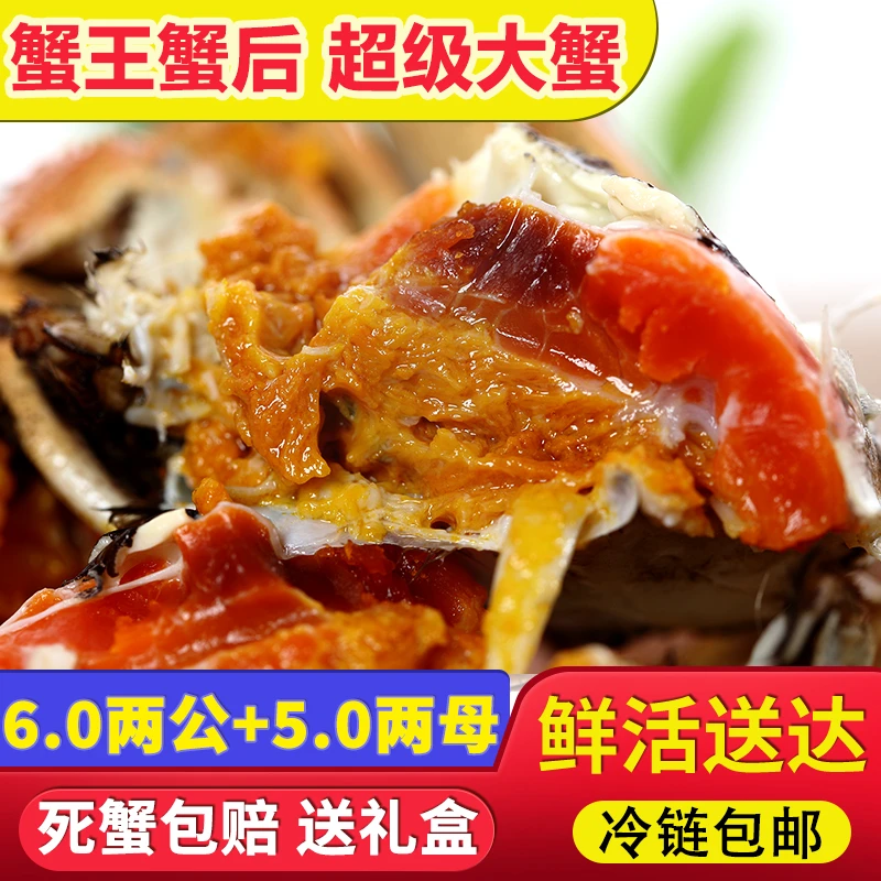 澄甄【蟹皇蟹后】公6两+母5两特大新鲜螃蟹鲜活大闸蟹6/8/10只礼盒