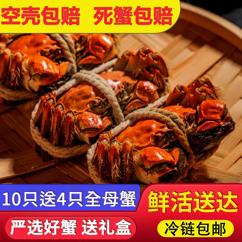 大闸蟹【活蟹】全母蟹10只送4只新鲜螃蟹鲜活礼盒装到手14只包邮
