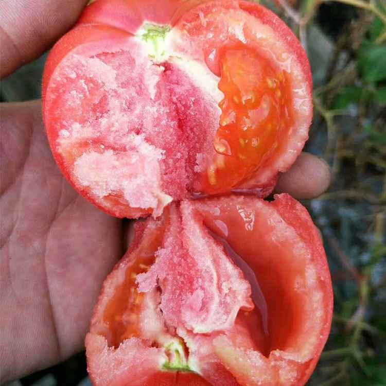 坏果包赔陕西普罗旺斯饱满水果西红柿沙瓤草莓心自然成熟现摘发货