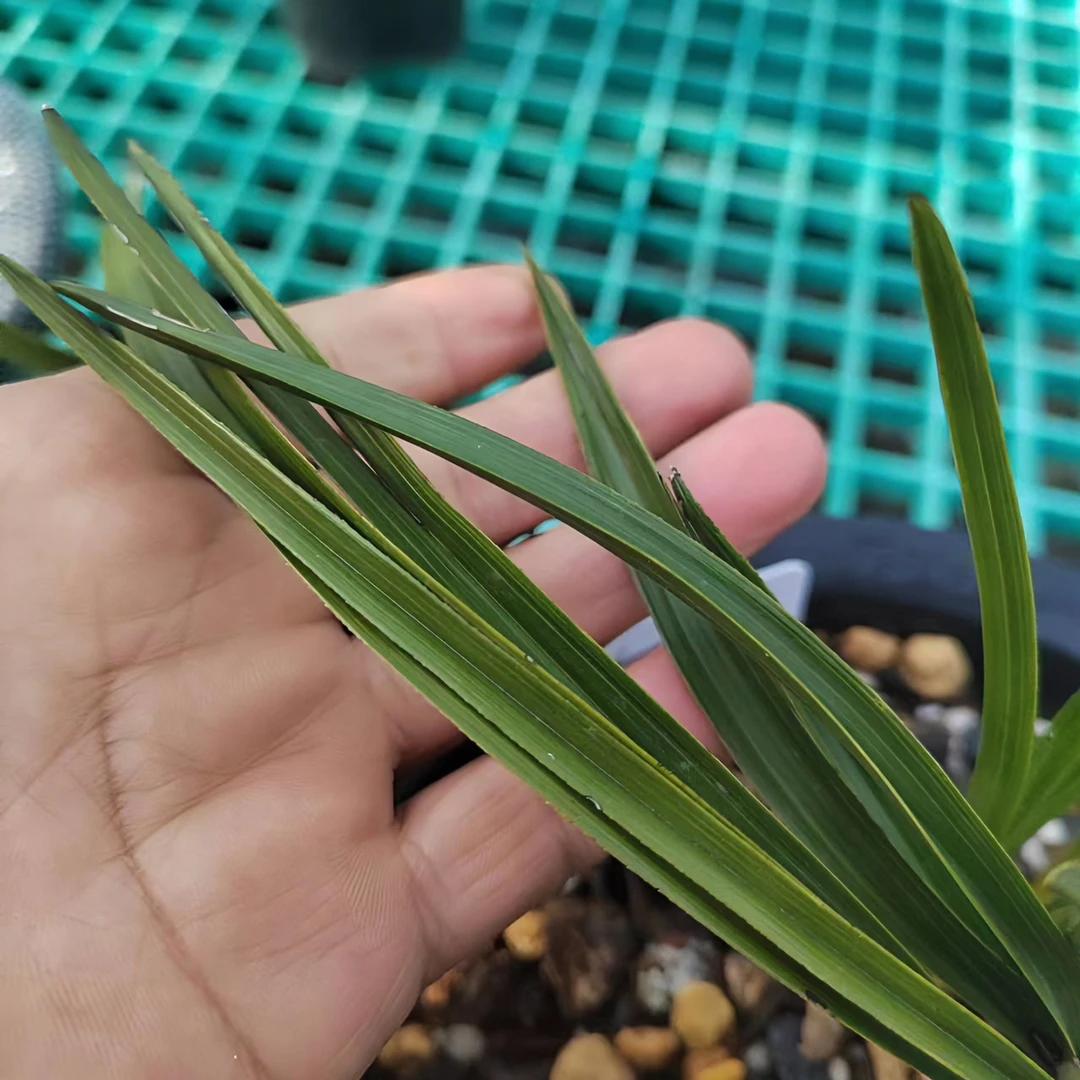 兰花蕙兰顺丰发货包邮