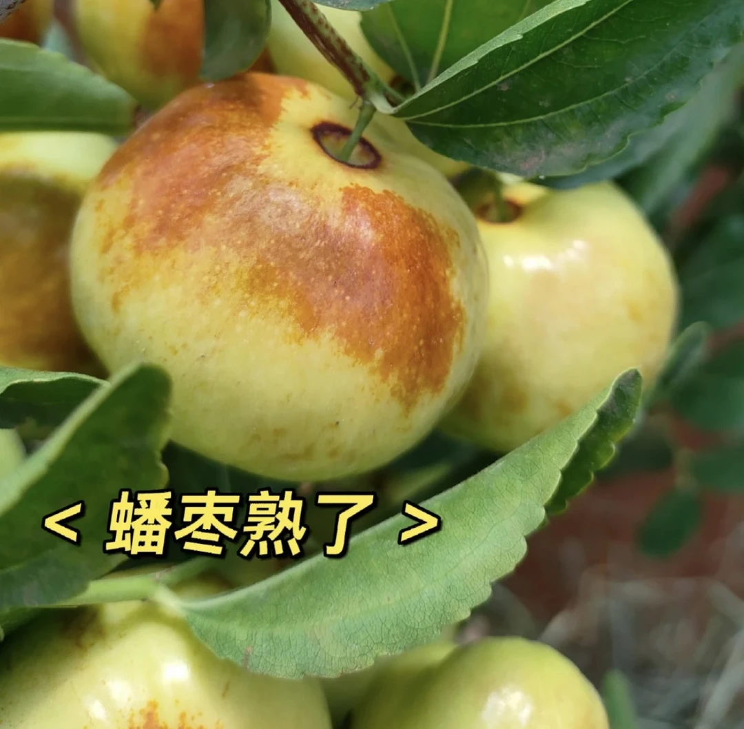 【半小时到家】大漠蟠枣1.5公斤装