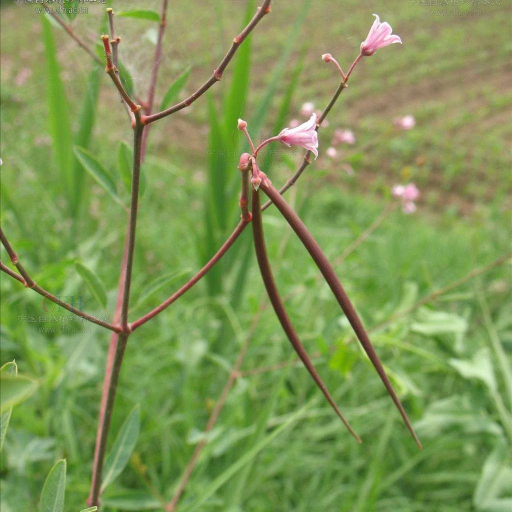 罗布麻红麻植株红麻罗布红麻种籽观花泡茶可阳台盆栽庭院地载种植