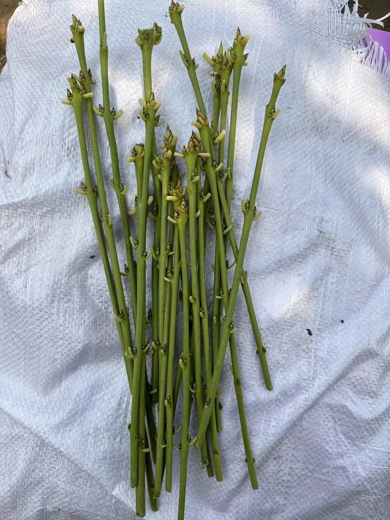 金丝吊蝴蝶摇钱树发财树嫁接枝条接穗春季粉色栽培保证开花