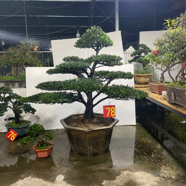 精品雀舌罗汉松盆景一物一拍原盆原土发