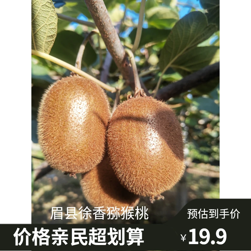 陕西眉县徐香猕猴桃/奇异果绿心猕猴桃新鲜绿色营养丰富vc之王