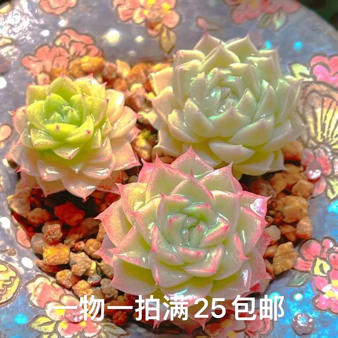 (二)多肉一物一拍直播链接