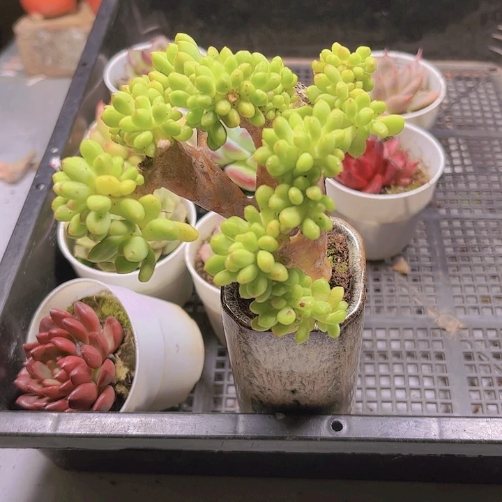 修****?多肉植物组合19
