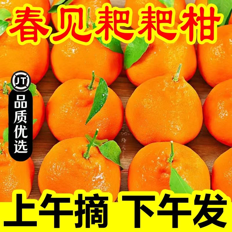 四川春见耙耙柑粑粑柑正宗整箱橘子水果丑橘桔子丑桔丑八怪新鲜甜
