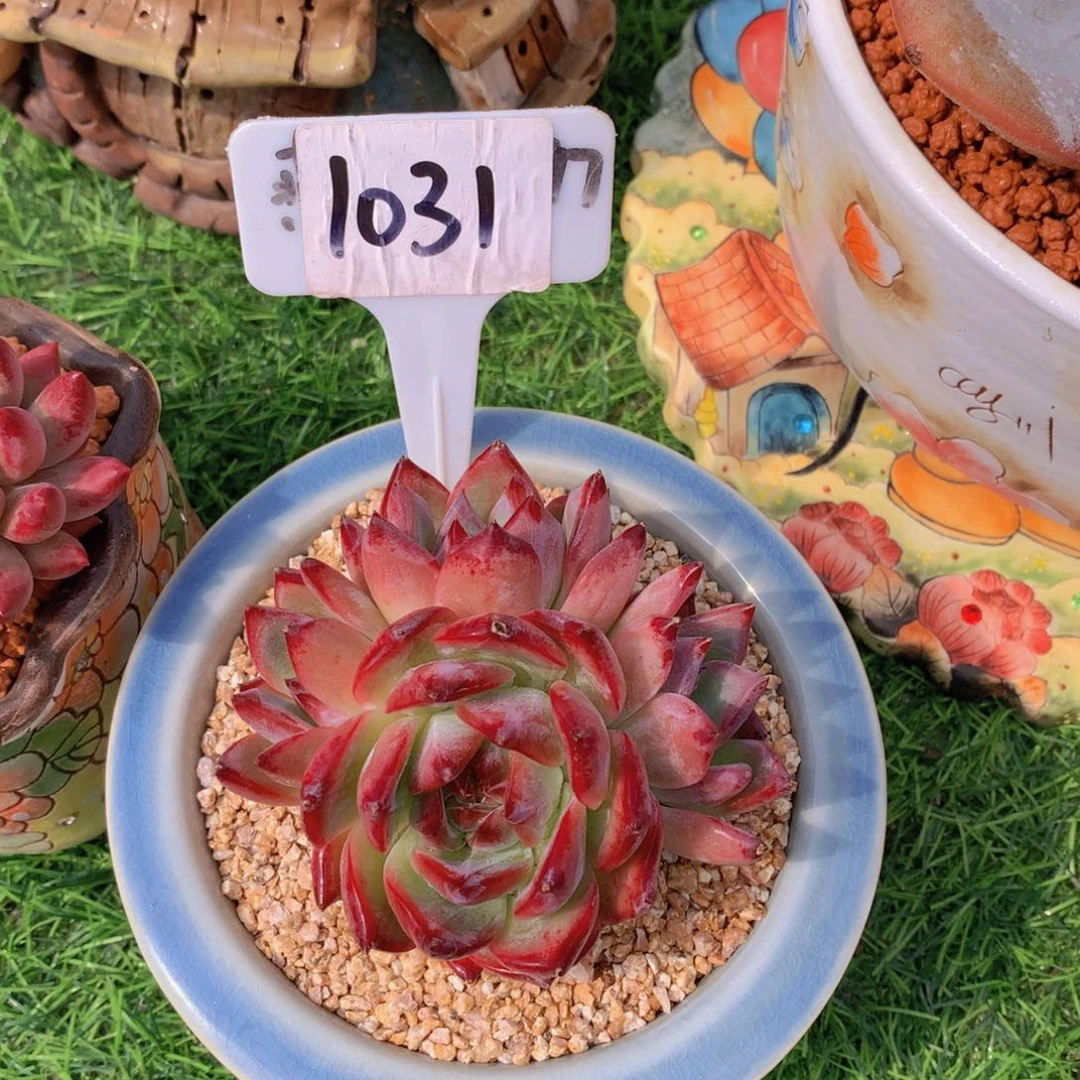 .红卡糖多肉植物