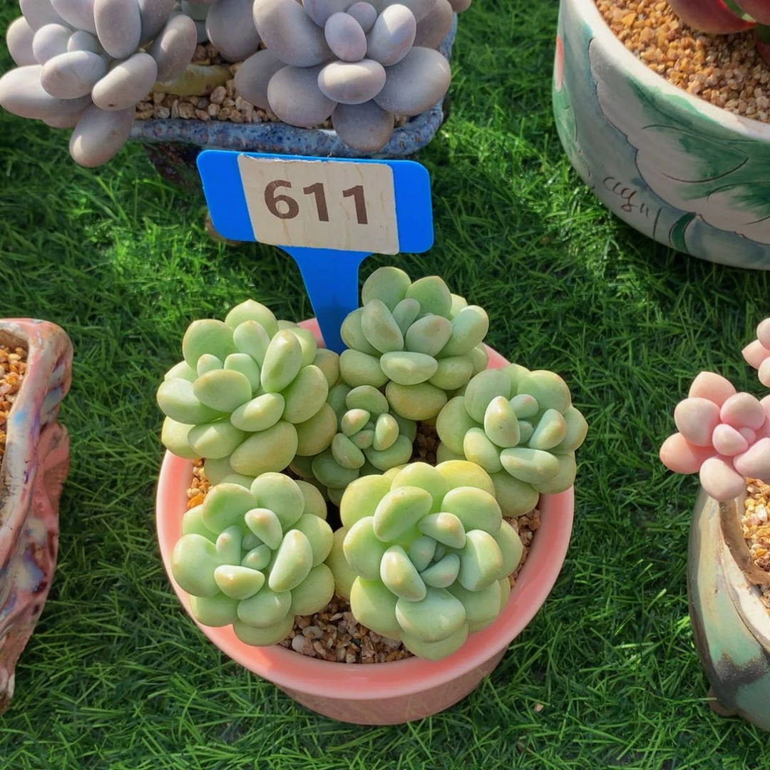 柠**?泡泡糖多肉植物7272727