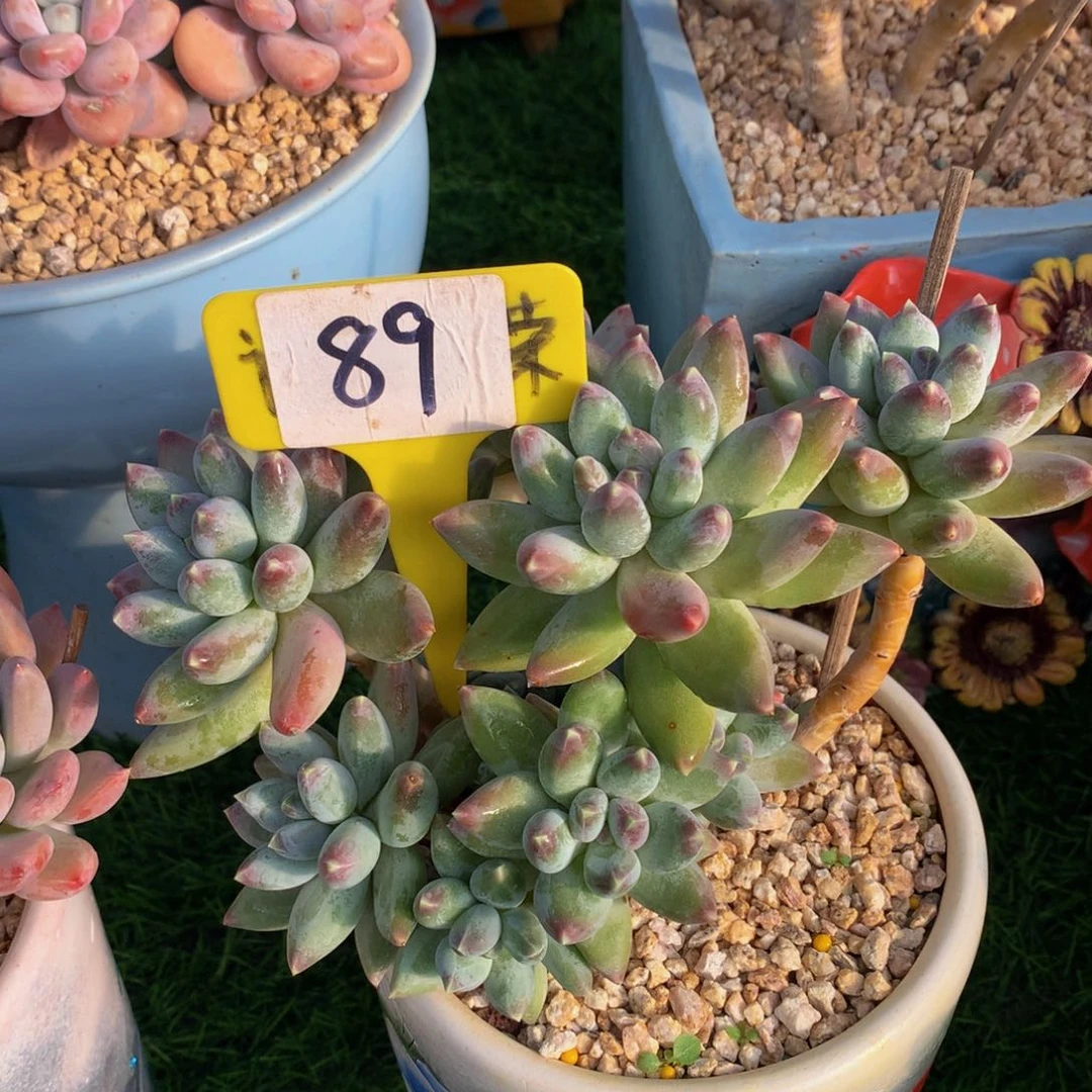 森*星空美人7272727