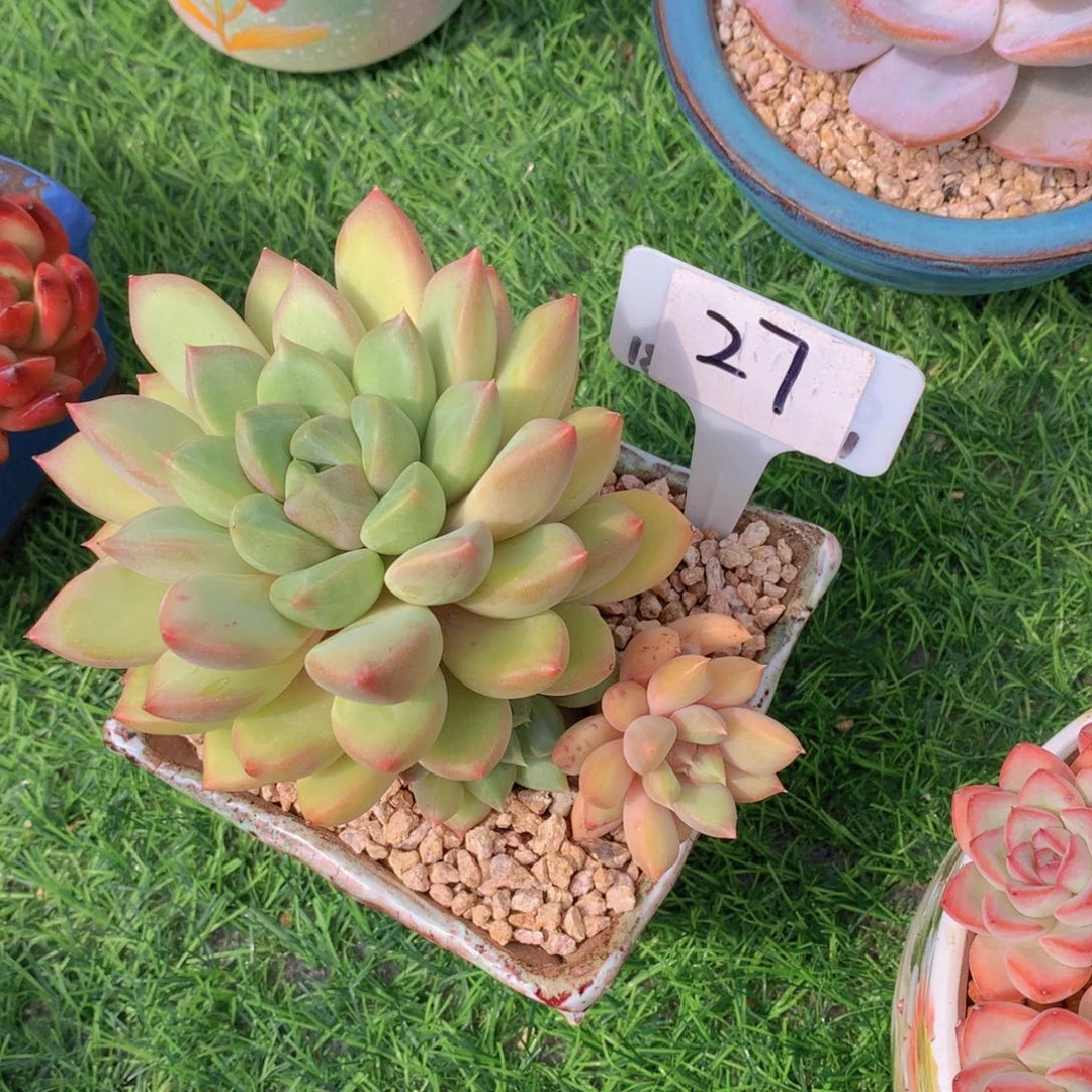 心****师红象牙多肉植物1