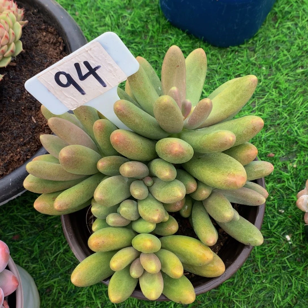 浅***.糖果美人多肉植物62727