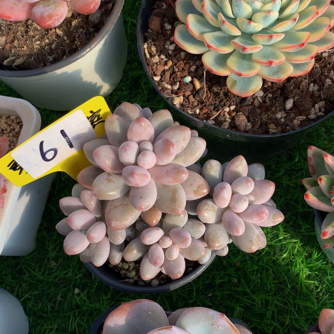 电****业汤圆多肉植物72727