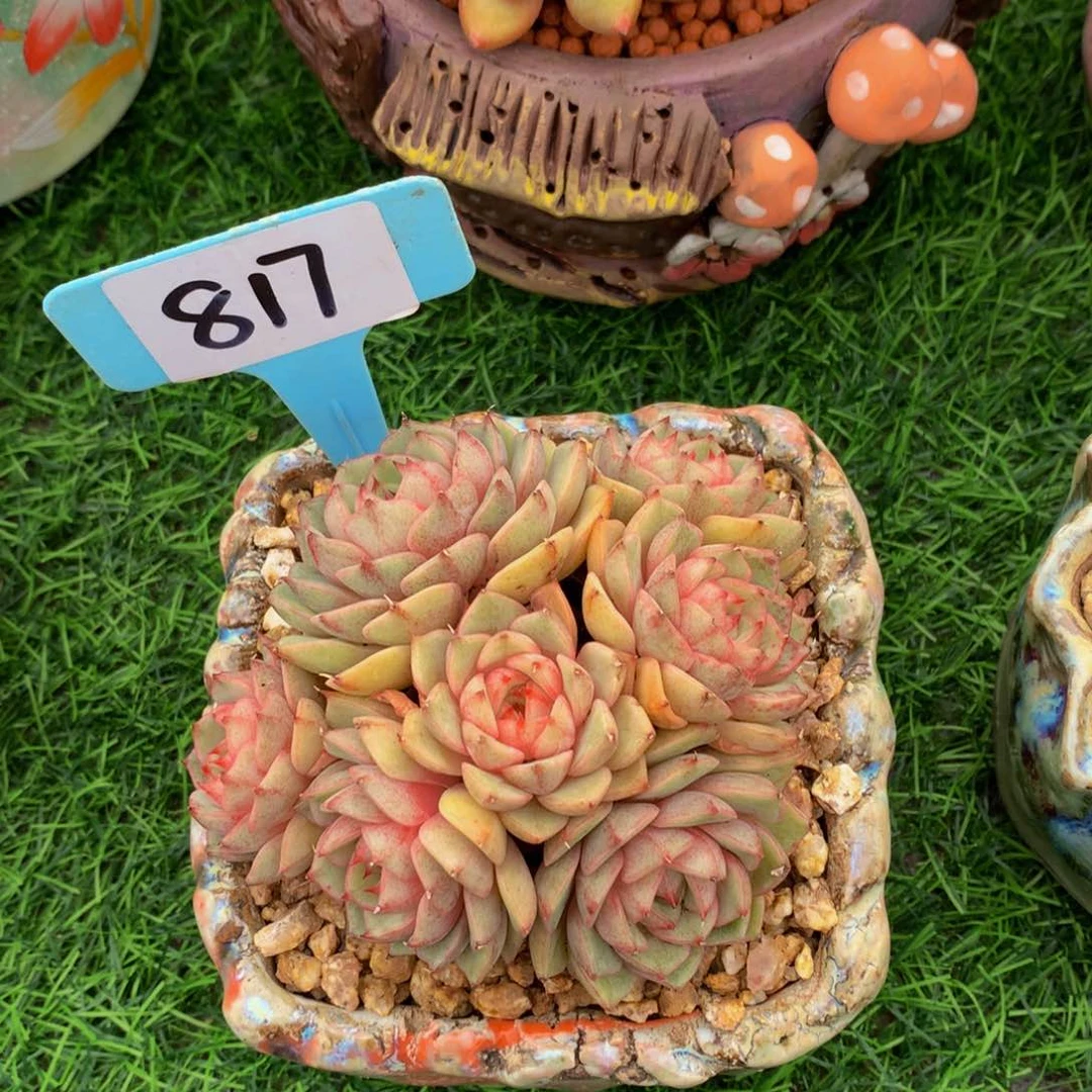 婠*?本吧多肉植物7273772