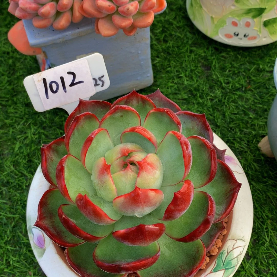 ઈ*惊鸿仙子多肉627272727