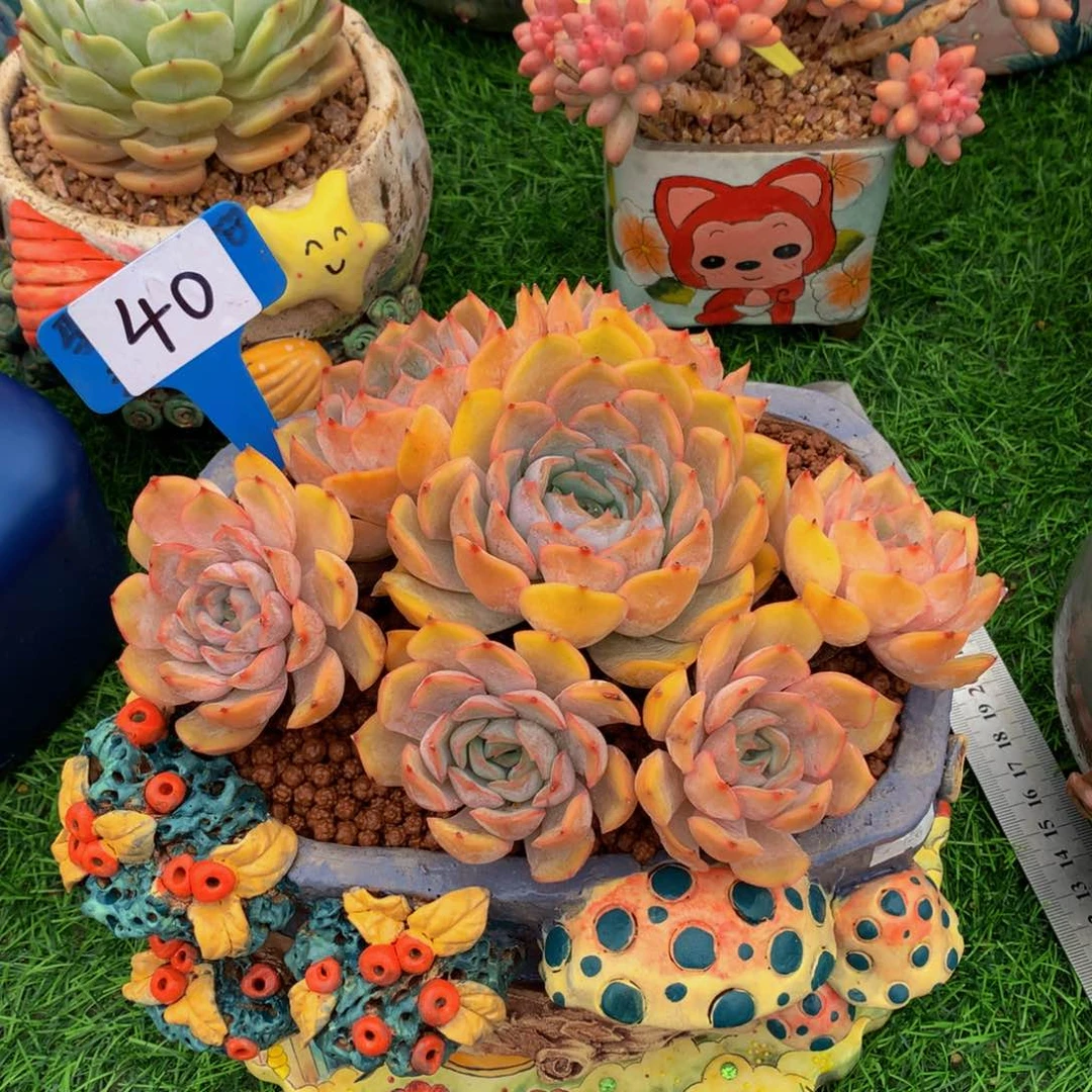 无*花路西纳多肉植物62727272