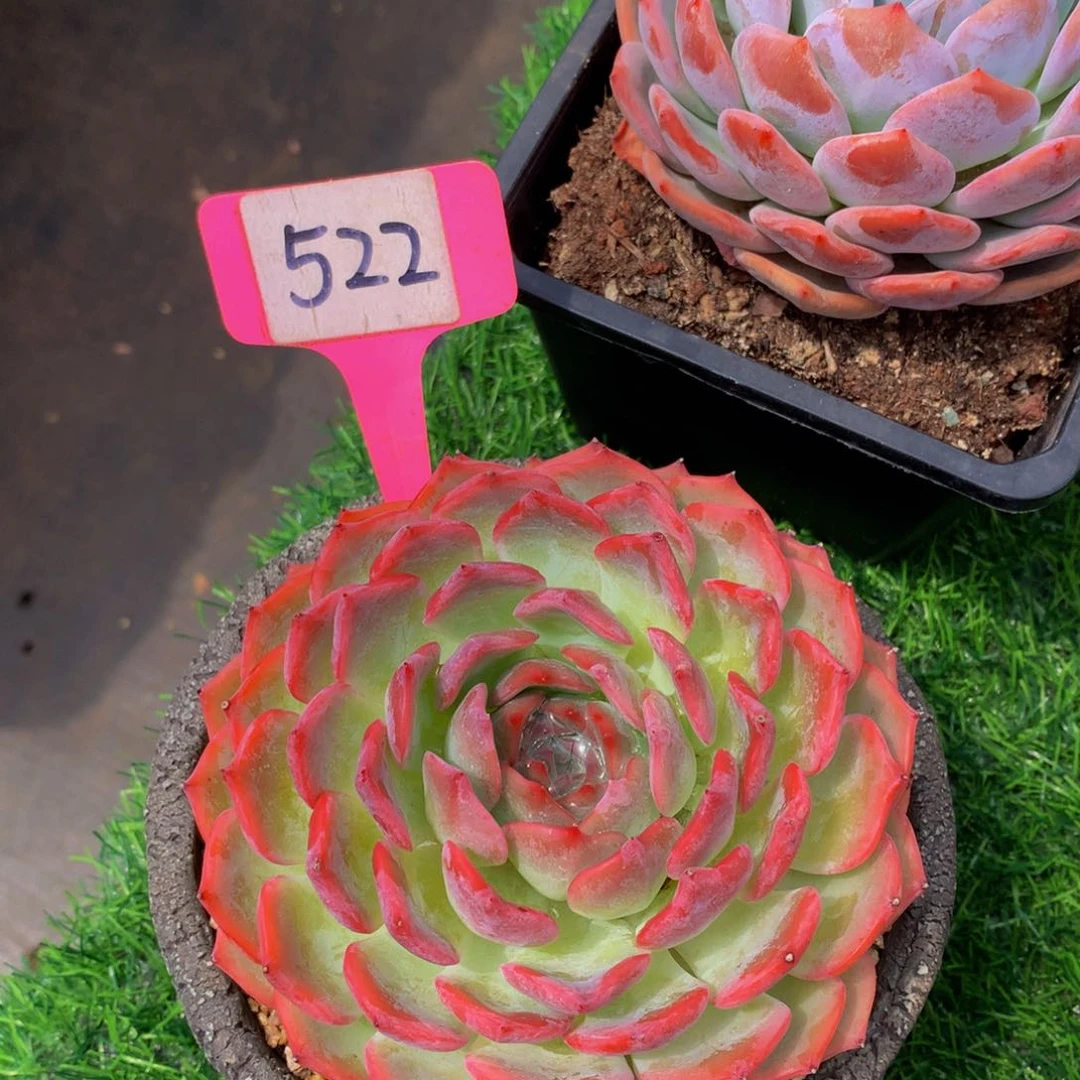 淡*多肉植物72727272727