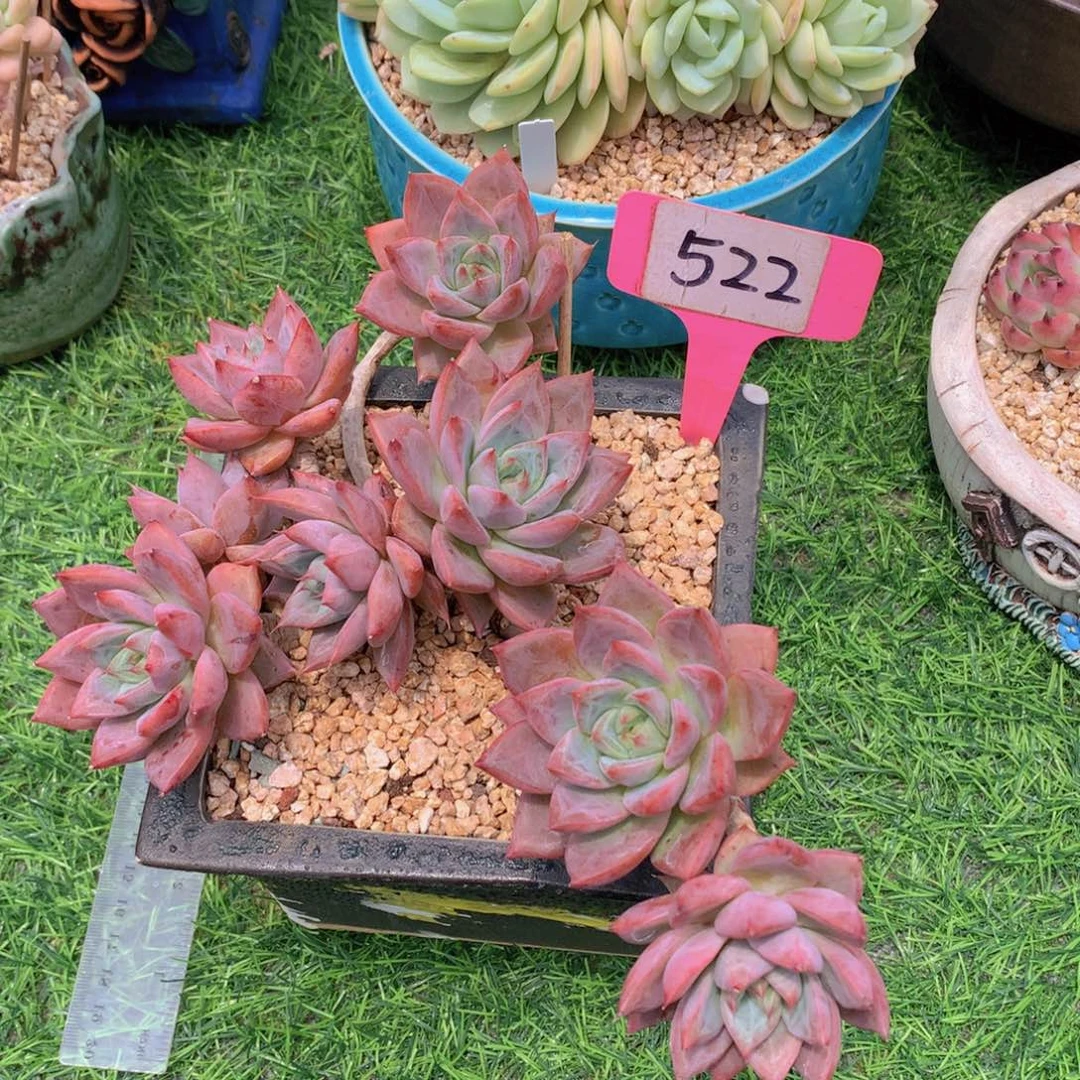 墨*蜜桃仙子发货727278281