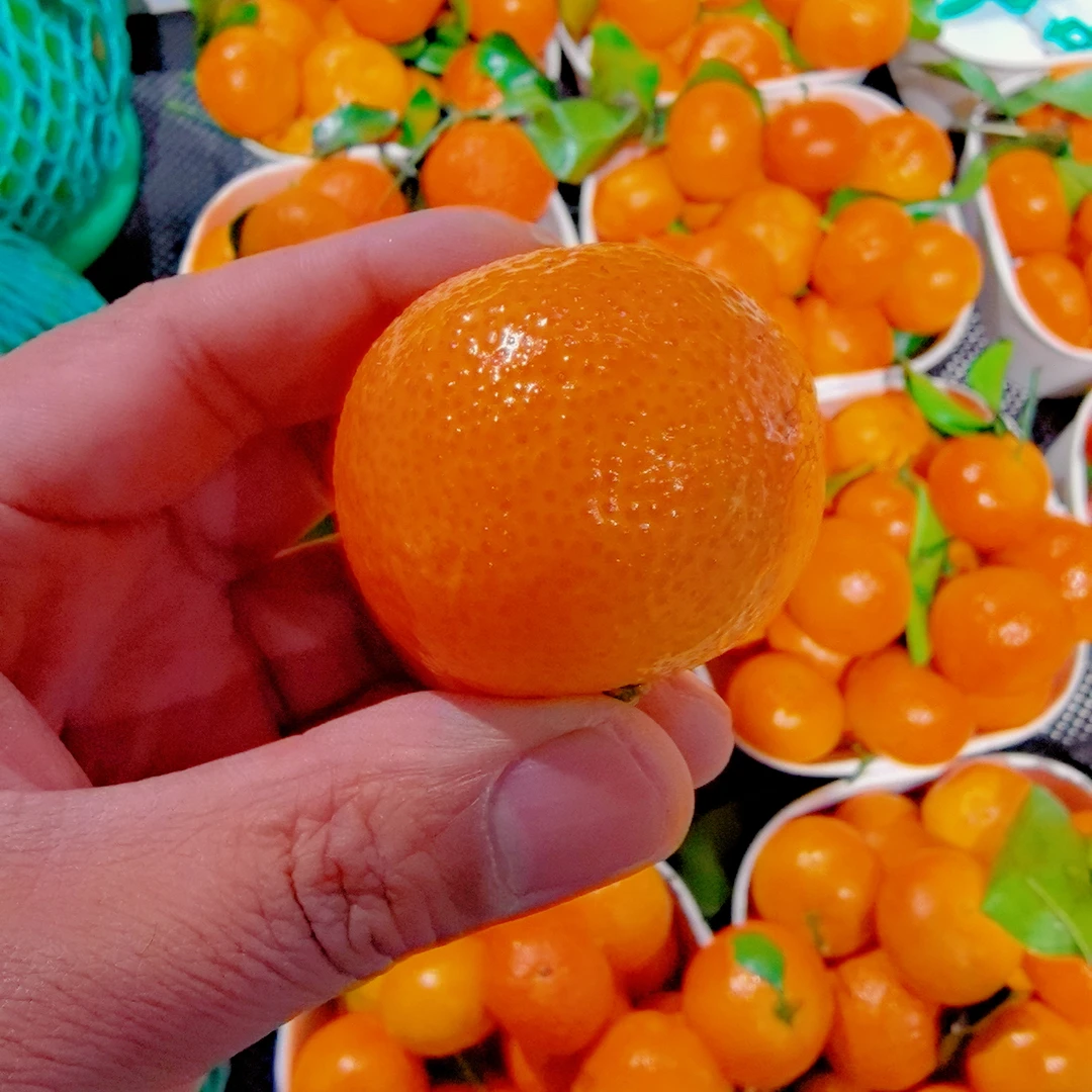 纯正砂糖橘一斤