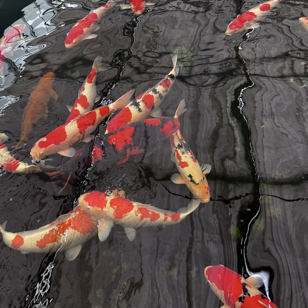 精品大尺寸锦鲤观赏鱼（包活不包邮）