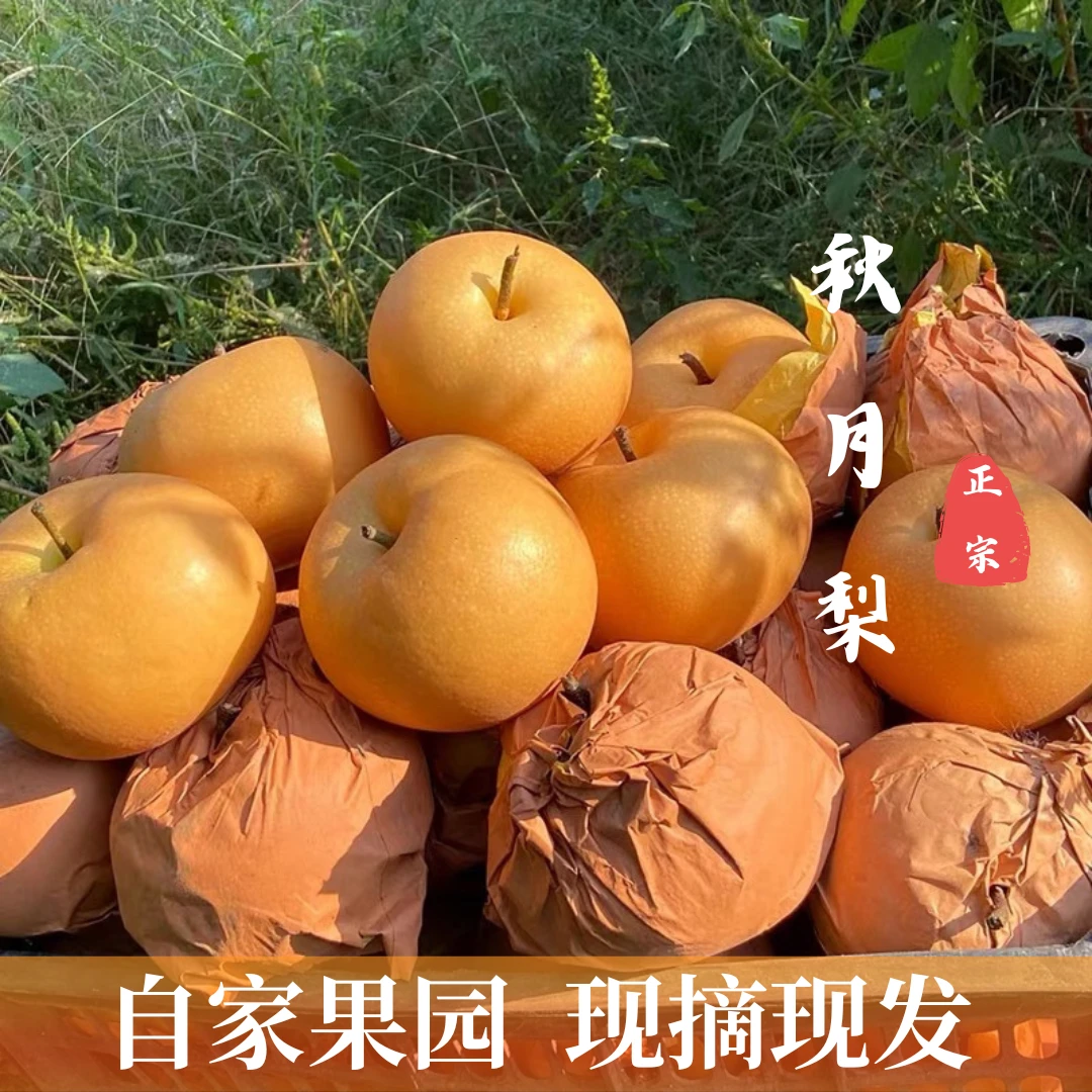 正宗山东莱阳秋月梨脆甜新鲜爽口化渣皮薄肉厚
