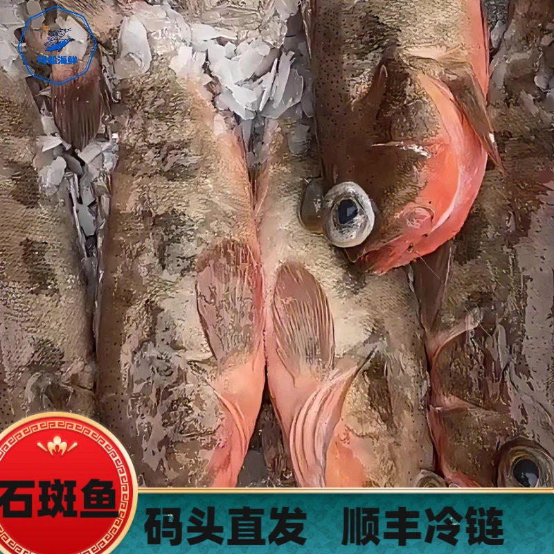 【码头直发】台湾海峡 野生石斑鱼  福建祥芝港海鲜 顺丰冷链