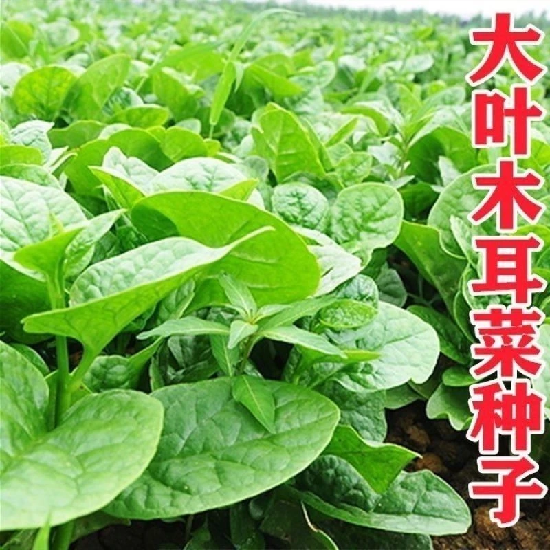 【全场满5元包邮】四季大叶木耳菜种子肉厚懒人耐高温耐湿阳台盆栽