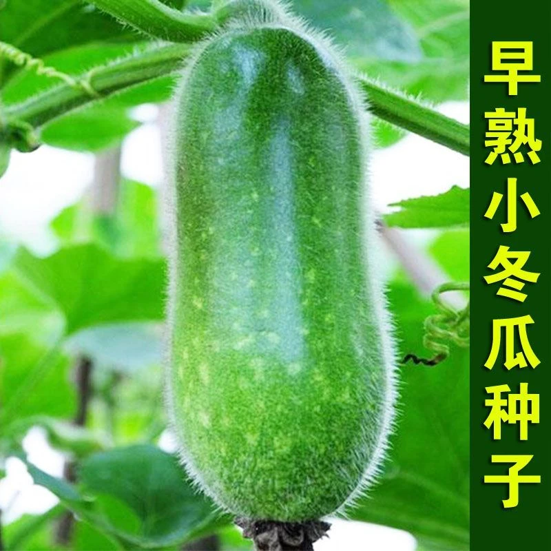 【全场满5元包邮】【包邮】早熟小冬瓜种子种籽四季盆栽蔬菜种子