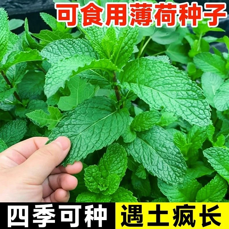 薄荷可食用薄荷种子室内小盆栽猫薄荷驱蚊植物阳台四季种植全国