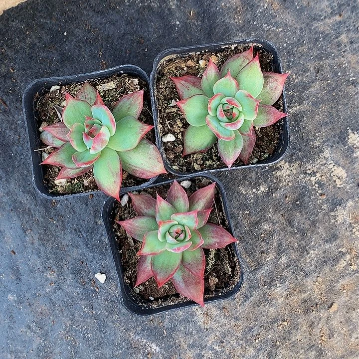 浩*2224惊鸿仙子多肉专拍