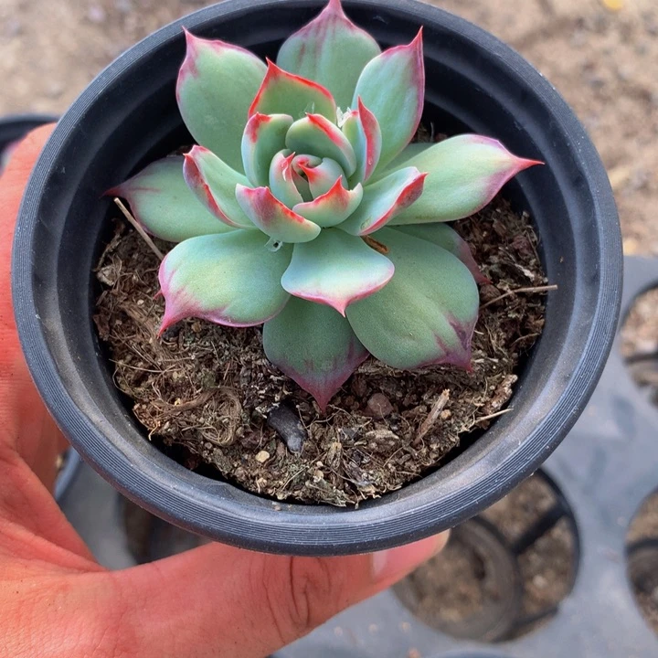 5**子惊鸿仙子多肉8380