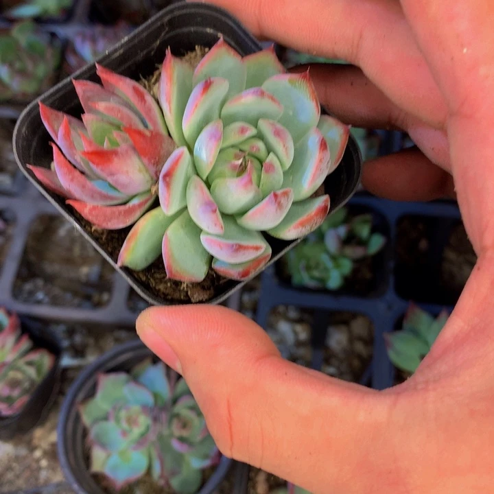 素***盆情侣锦专拍链接1