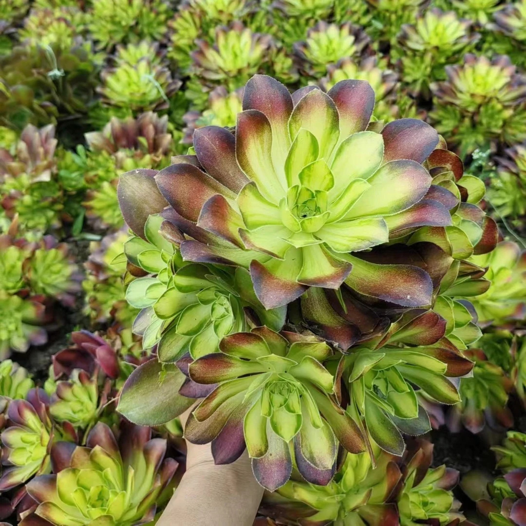 新品韶华法师锦多肉植物多头大颗冠幅20厘米