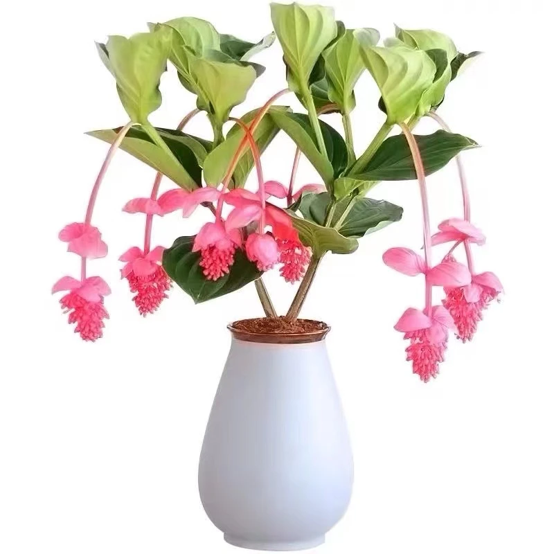 荷兰进口宝莲灯室内四季绿植多年生木本花卉网红花卉换盆用泥炭土