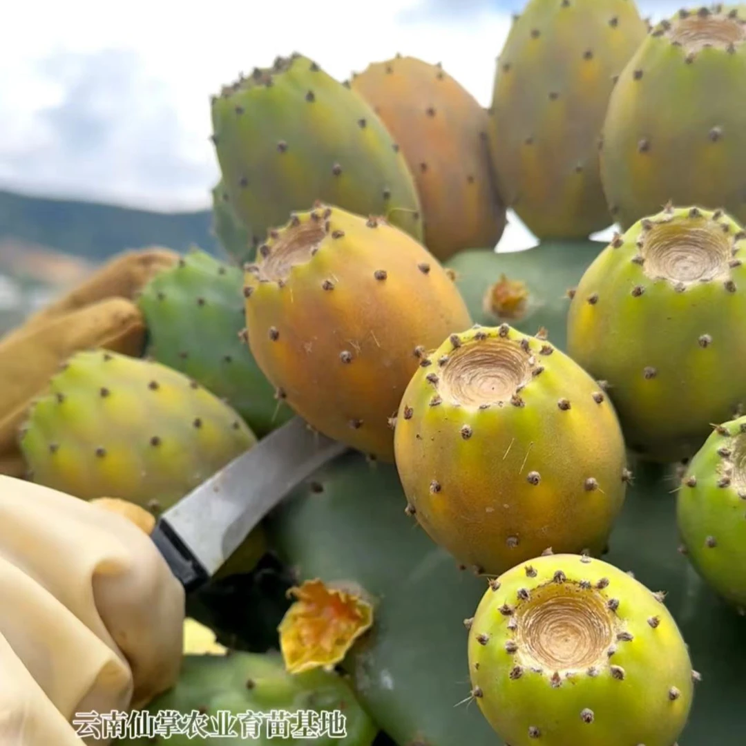 【仙掌园】宝塔黄果仙人掌种植片 25cm~30cm左右（2片装）