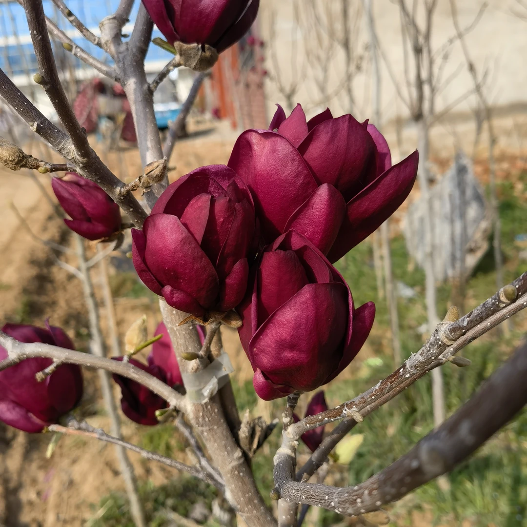 黑郁金香玉兰花（詹妮）玉兰花树苗新品种玉兰花红玉兰紫玉兰