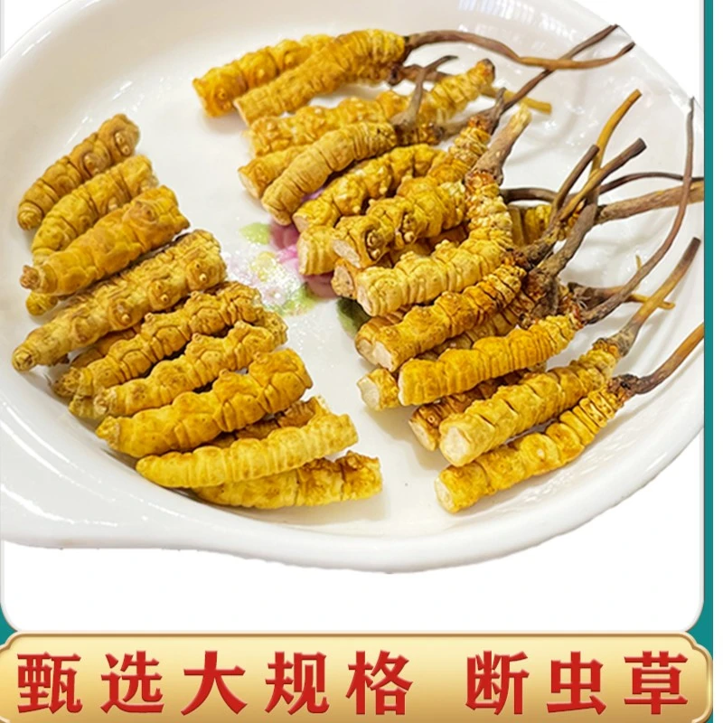 甄选冬虫夏草大断草正宗新干货纯肉节断虫草打粉泡酒自用滋补实惠