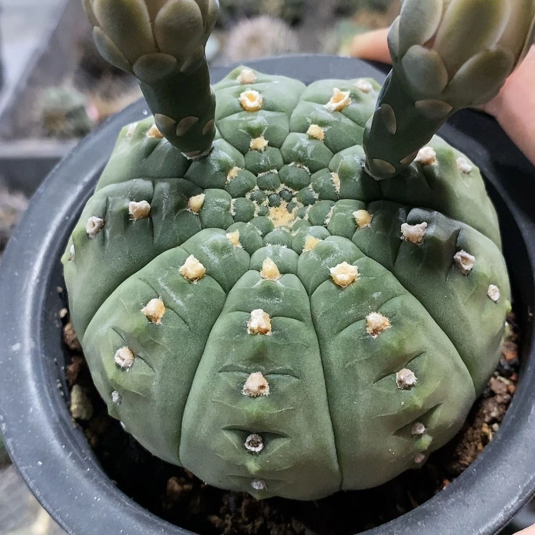 【闪购商品】无刺春秋之壶母本