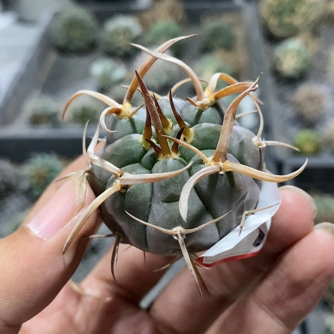 【闪购商品】173福利守金摩天龙
