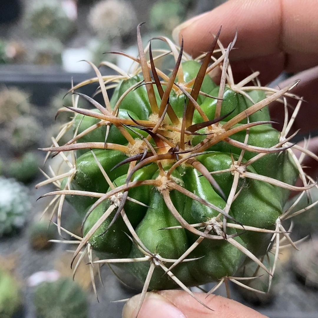 【闪购商品】208豪刺圆盘