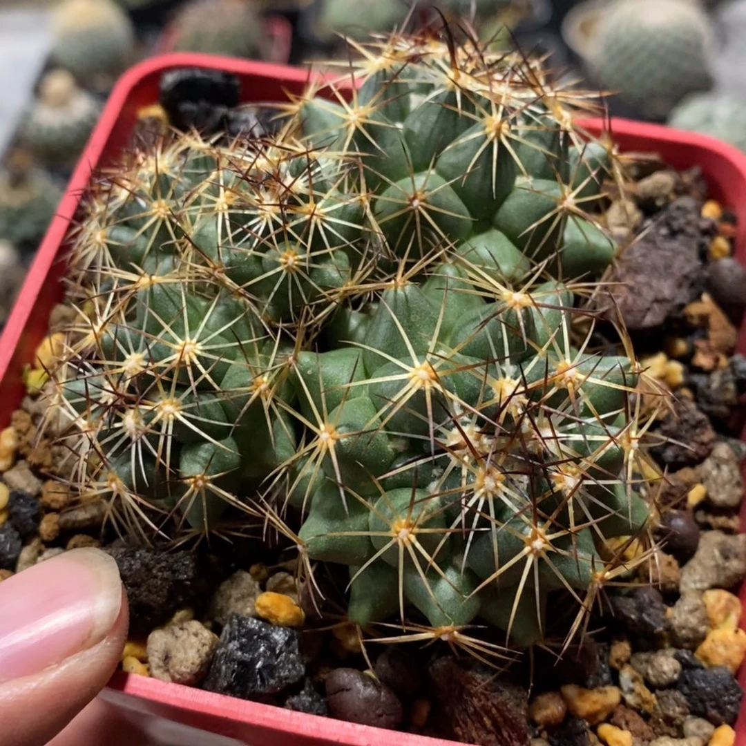 【闪购商品】古镜丸群