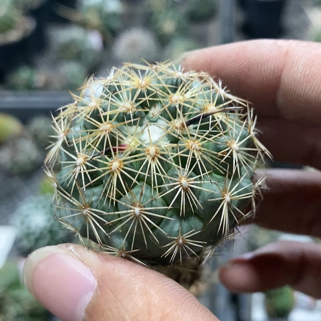 【闪购商品】236凤舞