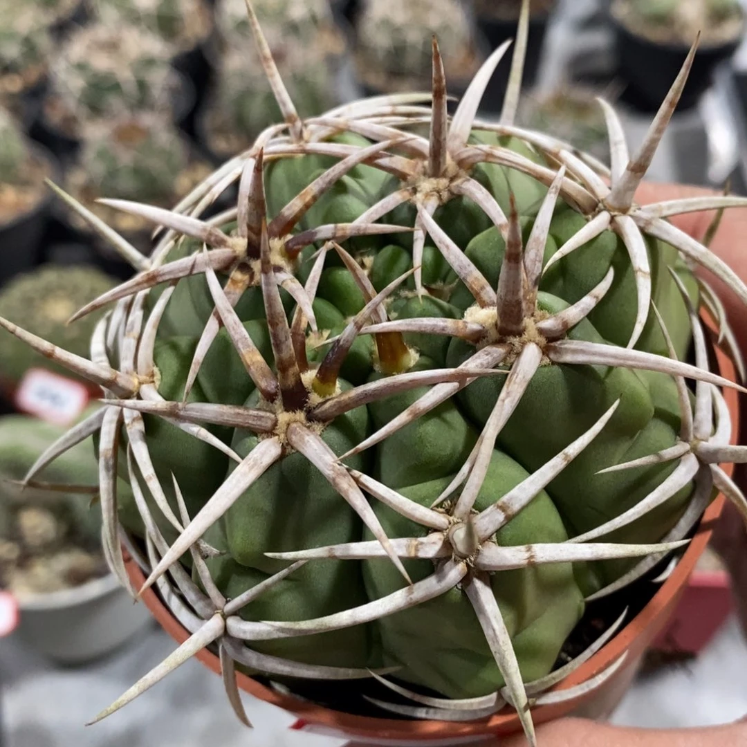 【闪购商品】840五十铃碧岩玉