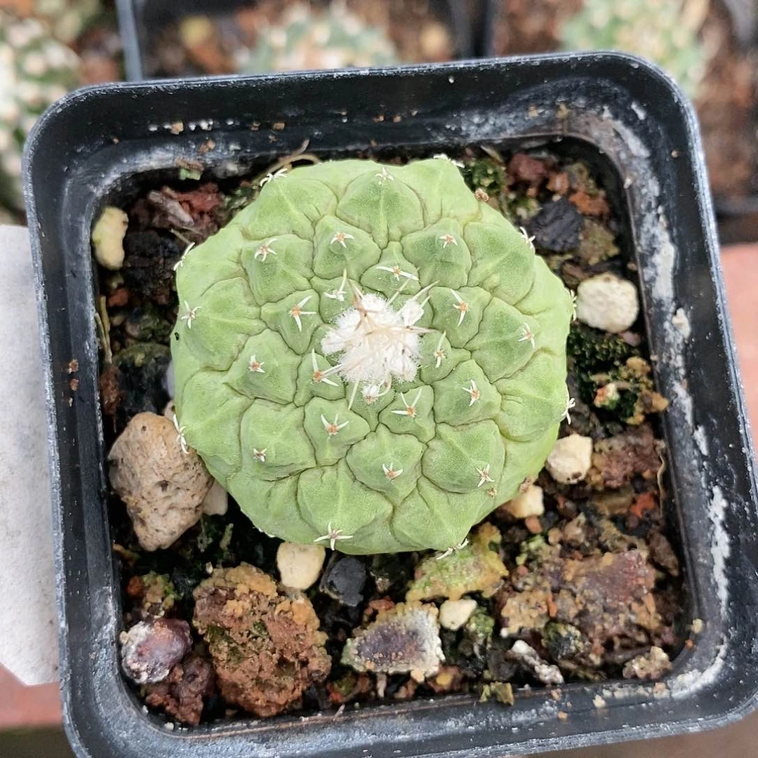 【闪购商品】大尤菊水