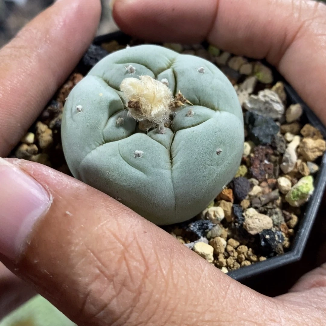 【闪购商品】581白肌海鲜