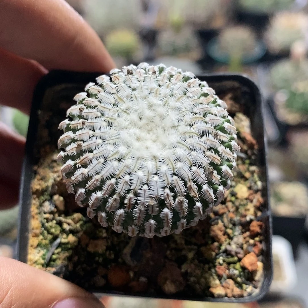 【闪购商品】精巧殿