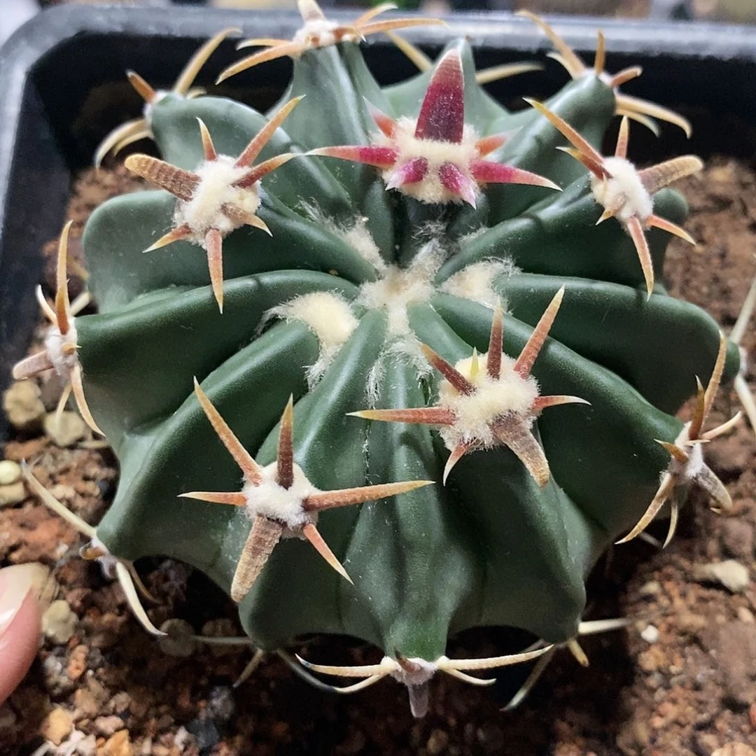 【闪购商品】113短刺王凌波