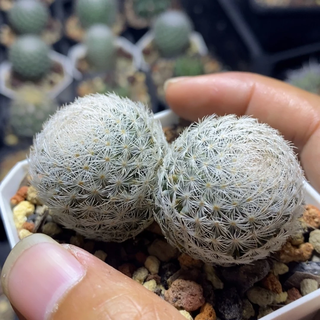 【闪购商品】双头姬玉